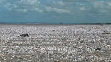 VIDÉO - Baie du Mont-Saint-Michel : des bénévoles récoltent une demi-tonne de déchets