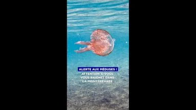 Alerte aux méduses ! Attention si vous vous baignez dans la Méditerranée