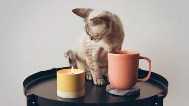 Les bougies sont-elles dangereuses pour nos animaux de compagnie ?