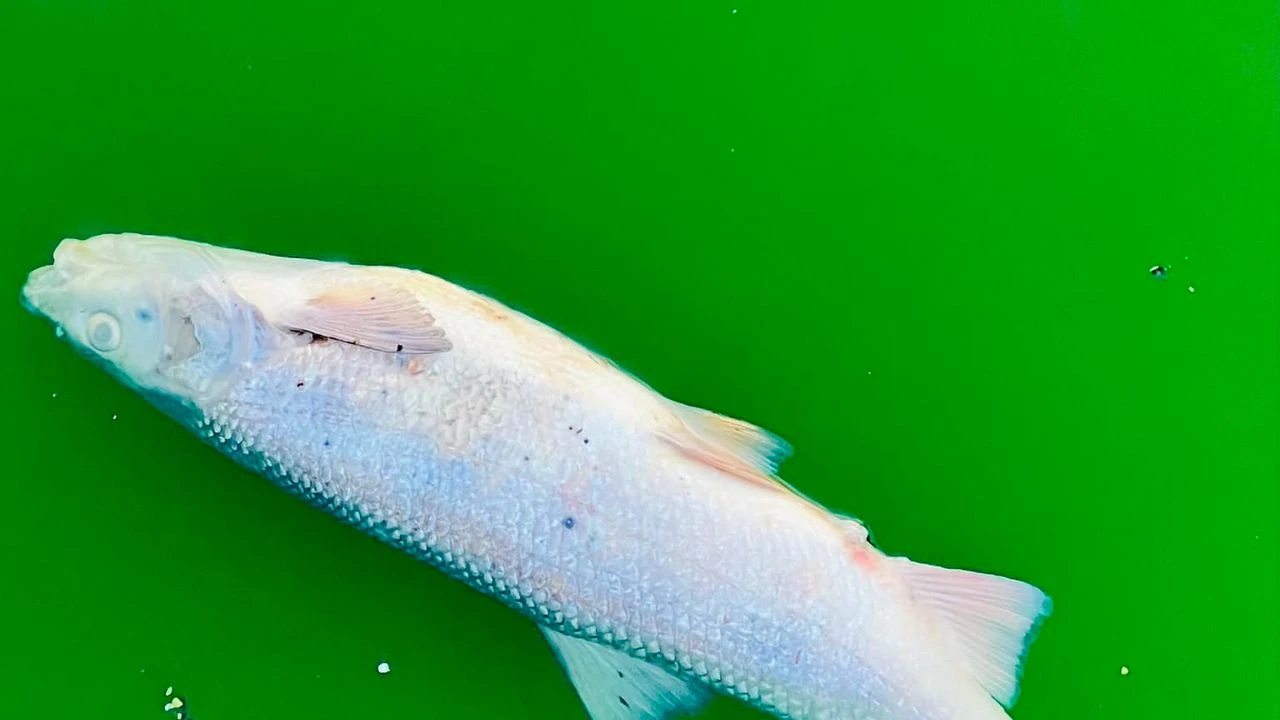 Colmar : des militants écologistes ont-ils vraiment tué des poissons en déversant du colorant vert dans une rivière ?