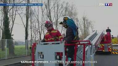 Sauver un perroquet, capturer un boa... Les nouveaux animaux de compagnie donnent du fil à retordre aux pompiers