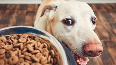 Votre chien vieillit ? Voici pourquoi vous avez tout intérêt à adapter son alimentation