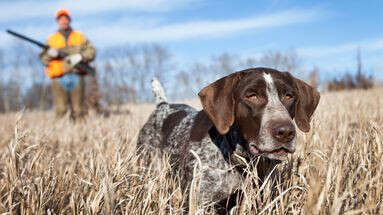 Ouverture de la chasse : comment se promener en toute sécurité avec son chien ?