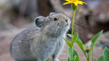 Connaissez-vous le pika, cet adorable petit animal en voie de disparition ?
