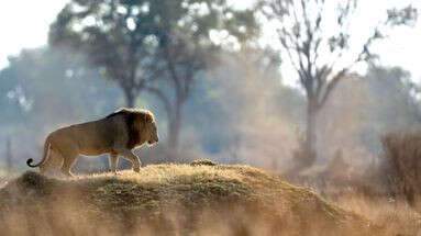 Zimbabwe : un garçon de huit ans survit cinq jours dans une réserve animalière peuplée de lions