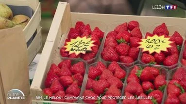 89 euros le melon ! Campagne choc pour protéger les abeilles