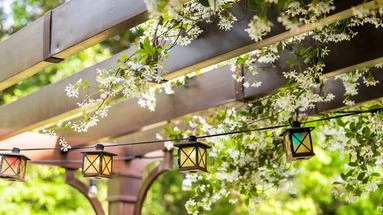 Ces trois plantes grimpantes vont embellir votre pergola en un rien de temps !