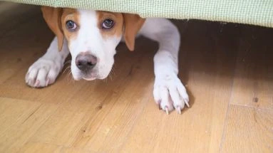 Les bons gestes pour calmer un animal effrayé par les feux d'artifices