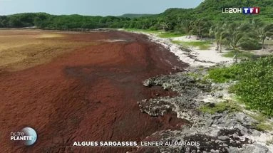 Algues sargasses : l'enfer au paradis