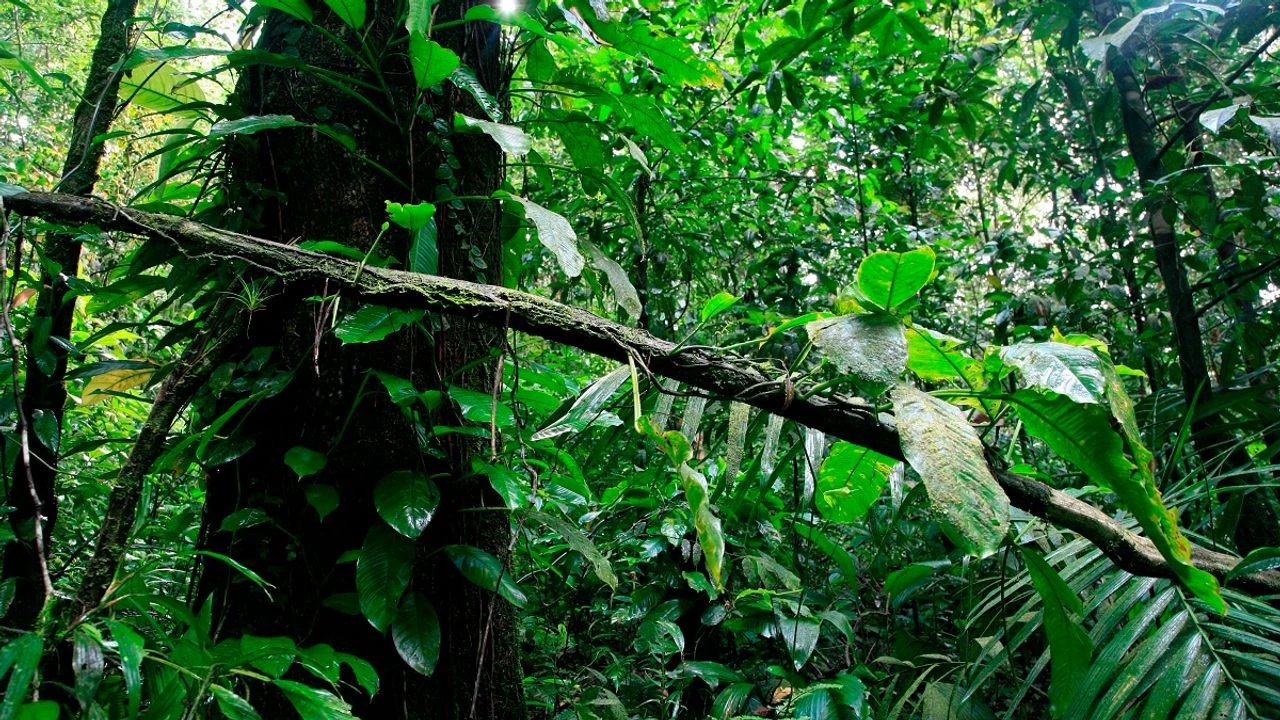 Climat : pourquoi 20 Français vont passer 40 jours dans la jungle