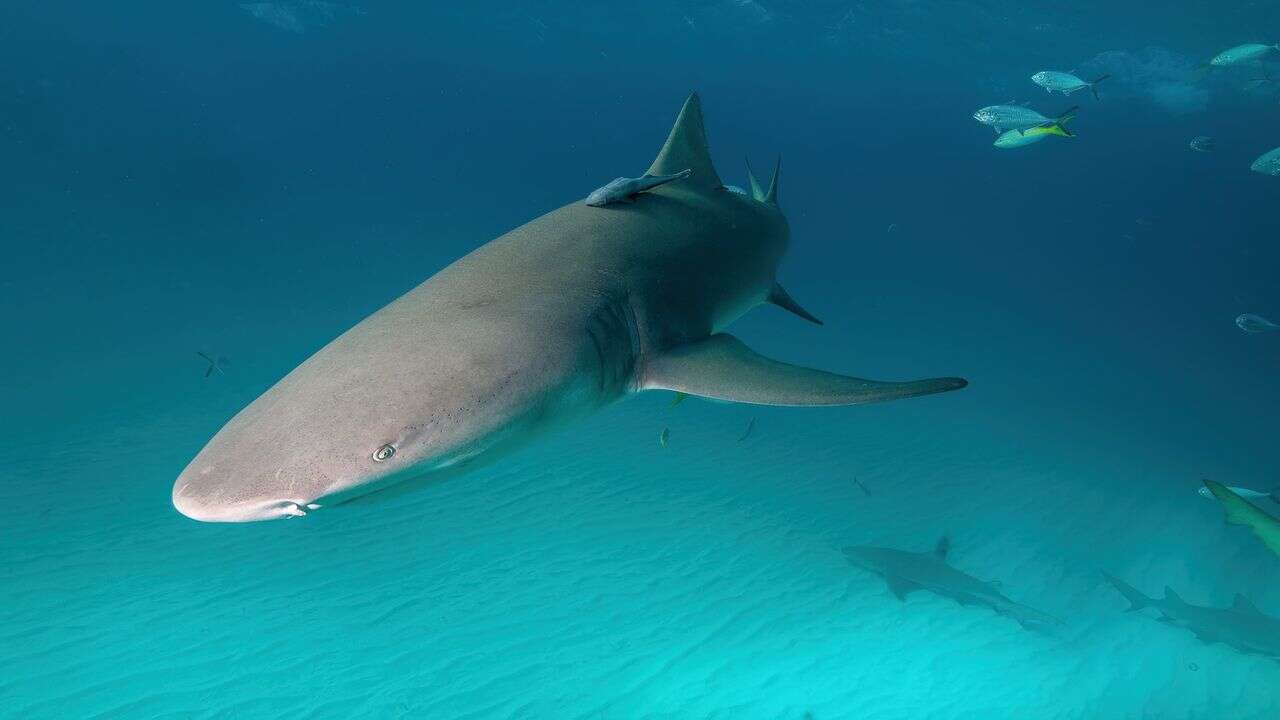 Nouvelle-Calédonie : un homme tué par un requin à 500 mètres des côtes