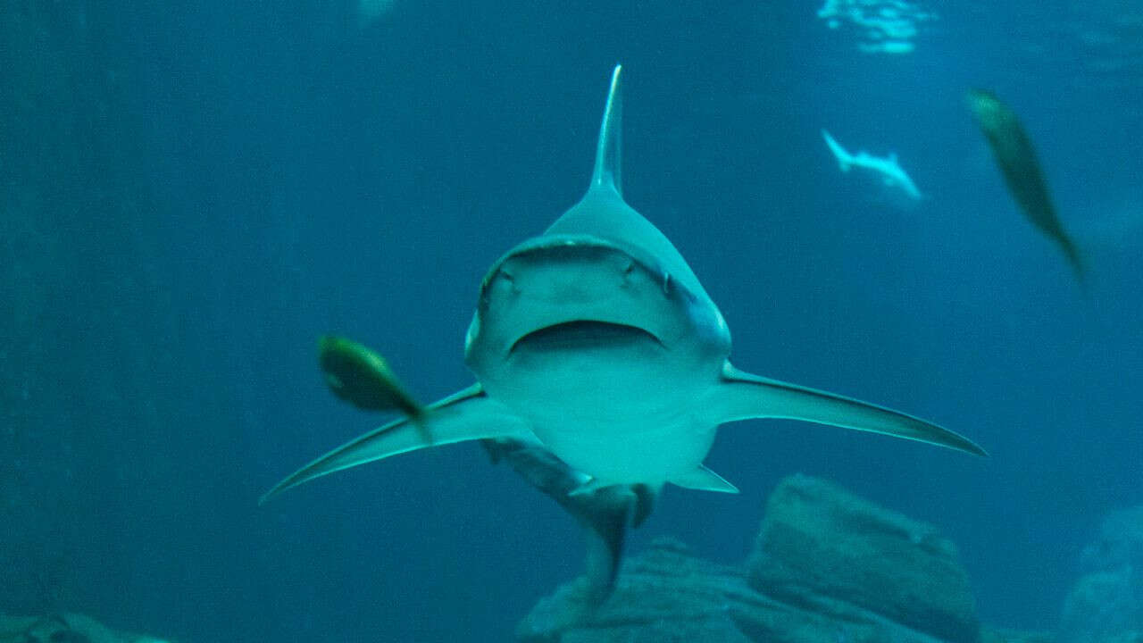 VIDÉO - Des requins sur nos côtes : quelles espèces rôdent dans les eaux françaises ?