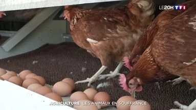 Agriculture : les animaux en souffrance