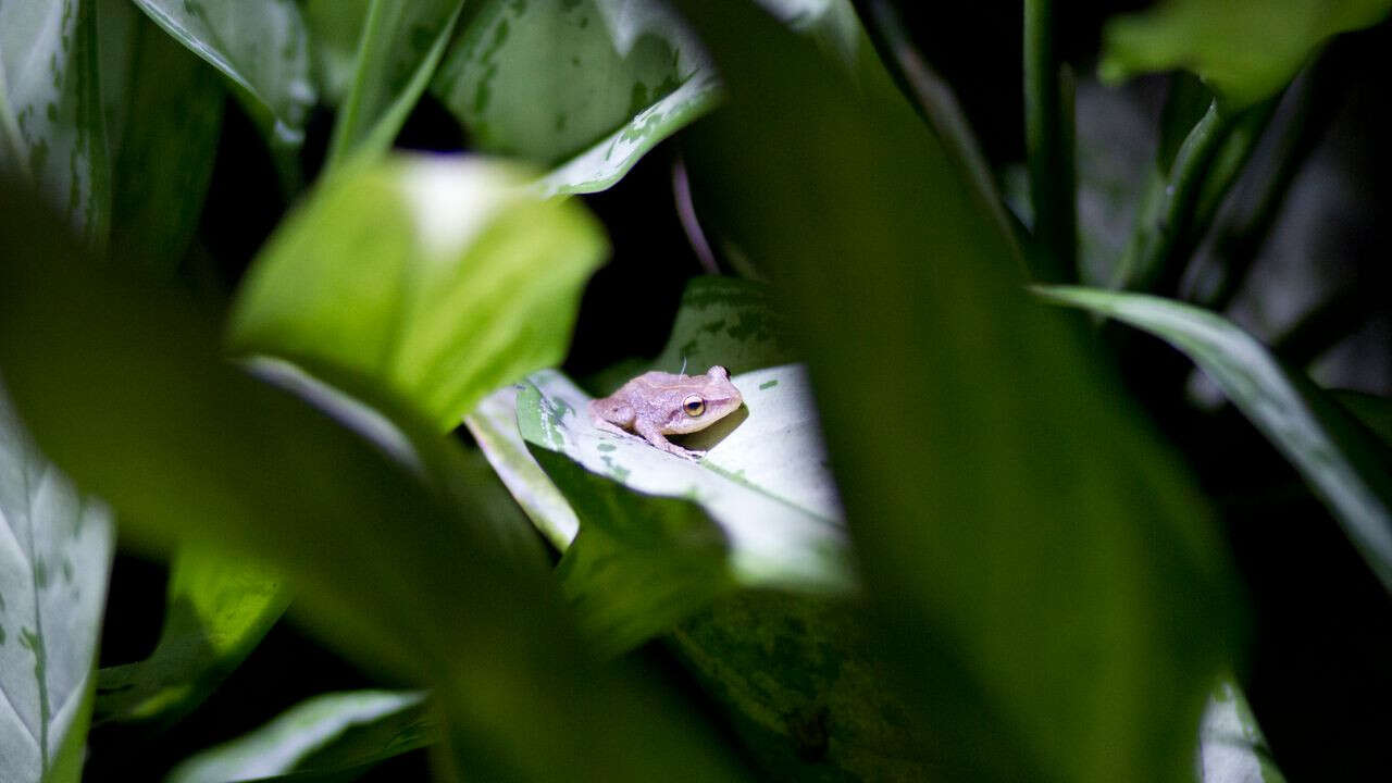 Les espèces invasives causent plus de dégâts que les sécheresses et les feux de forêts réunis