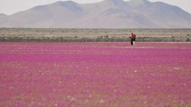 Chili : les images étonnantes du désert le plus aride du monde recouvert de milliers de fleurs