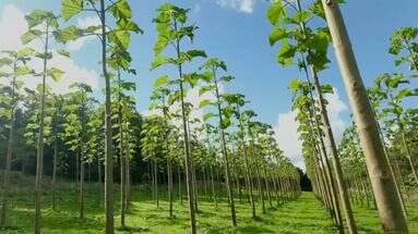 Absorption de CO2, résistance, prix... Le paulownia est-il l'arbre du futur ?