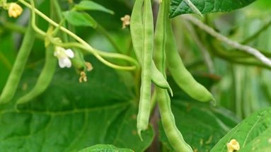 Nains, grimpants… Comment réussir la culture de ses haricots verts ?