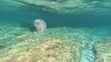 Alerte aux méduses dans le Var : pourquoi sont-elles de retour ?