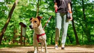 De combien de promenades par jour mon chien a-t-il besoin ?