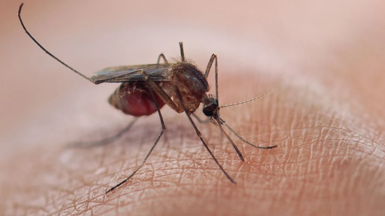 Vous êtes dévoré par les moustiques ? C'est peut-être la faute de votre savon
