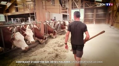 Contraint d'abattre ses bêtes malades : un éleveur sous le choc