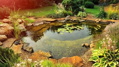 Pourquoi creuser une mare dans son jardin est essentiel pour la biodiversité ?