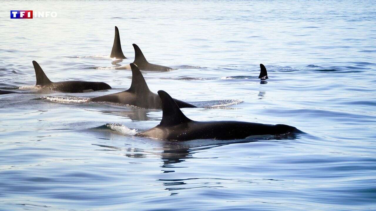 Filmée au large de la Californie, une orque enseigne la chasse à son petit en faisant virevolter en l'air un dauphin