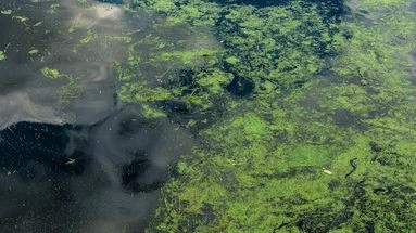 Alerte aux cyanobactéries : quels dangers représentent-elles pour la santé humaine et animale ?