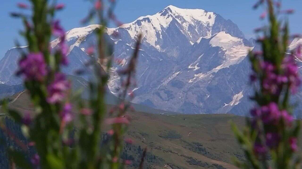 Des milliers brins de génépi et 350 fleurs d'edelweiss saisis : vaste opération de contrôle de la cueillette en Savoie