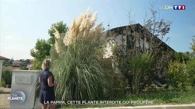 La pampa : cette plante interdite qui prolifère