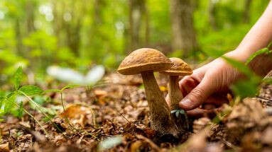 Corrèze : une octogénaire part à la cueillette aux champignons et passe la nuit entière dans la forêt