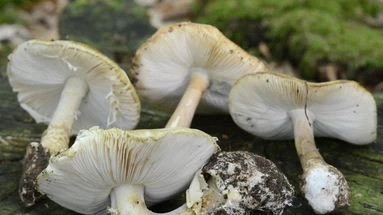 Australie : une femme reconnue coupable d'un triple meurtre aux champignons vénéneux