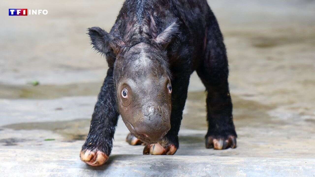 EN IMAGES - Un rhinocéros de Sumatra, espèce en danger d'extinction, vient de naître en Indonésie