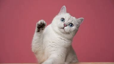 Ces infos surprenantes à connaître avant d'adopter un British Shorthair