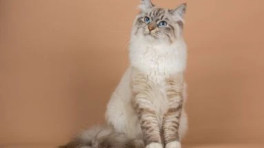 Vous voulez adopter un chat Sibérien ? Ces informations que vous devez connnaître avant de l'accueillir dans votre foyer