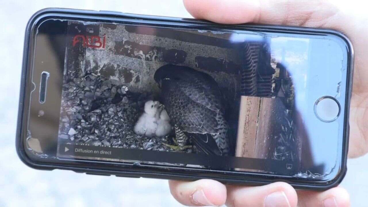 VIDÉO - Albi : la naissance de bébés faucons filmée en direct sur le clocher de la cathédrale