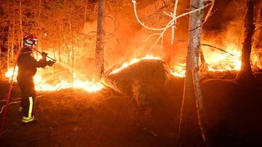 Incendie en forêt de Fontainebleau : pourquoi ce feu est-il si difficile à maîtriser ?