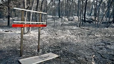 Après les incendies ravageurs à travers le pays, comment les forêts peuvent-elles se régénérer ?
