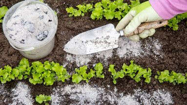 Ne jetez plus les cendres de votre cheminée, elle peuvent sauver votre jardin !