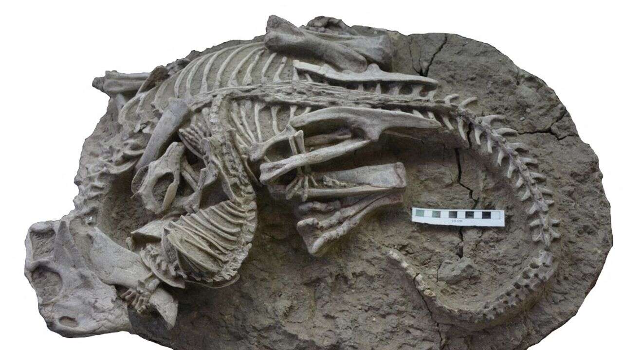 PHOTO - Découvrez le fossile d'un dinosaure croqué par... un mammifère