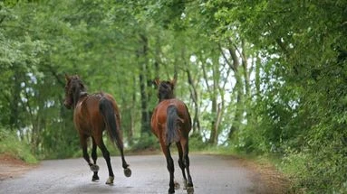 Le propriétaire d’un animal en fuite est-il responsable d’un éventuel accident ?