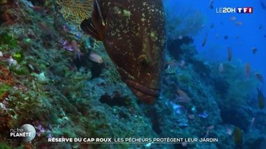 Réserve du Cap Roux : les pêcheurs protègent leur jardin
