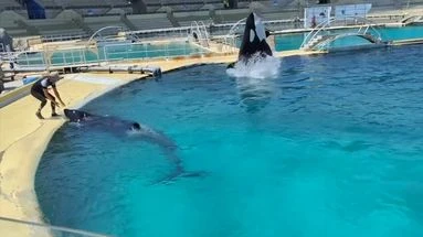 Marineland : la solidité des bassins des orques 