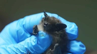 Protégées, utiles... mais parfois un peu envahissantes. Quand des chauves-souris investissent un bâtiment public