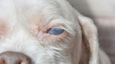 Cataracte chez le chien : comment réagir face à cette affection oculaire très courante