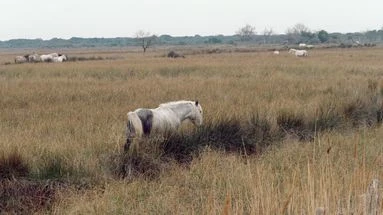 Projet de ligne très haute tension en Camargue : bientôt une ZAD en pays d'Arles ?