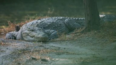 Longtemps persona non grata, le crocodile se refait une place en Inde