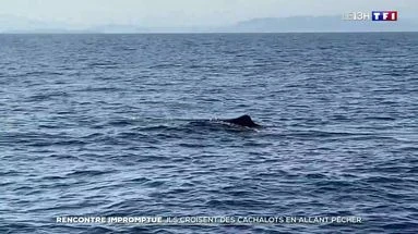 Rencontre impromptue : ils rencontrent des cachalots en allant pêcher