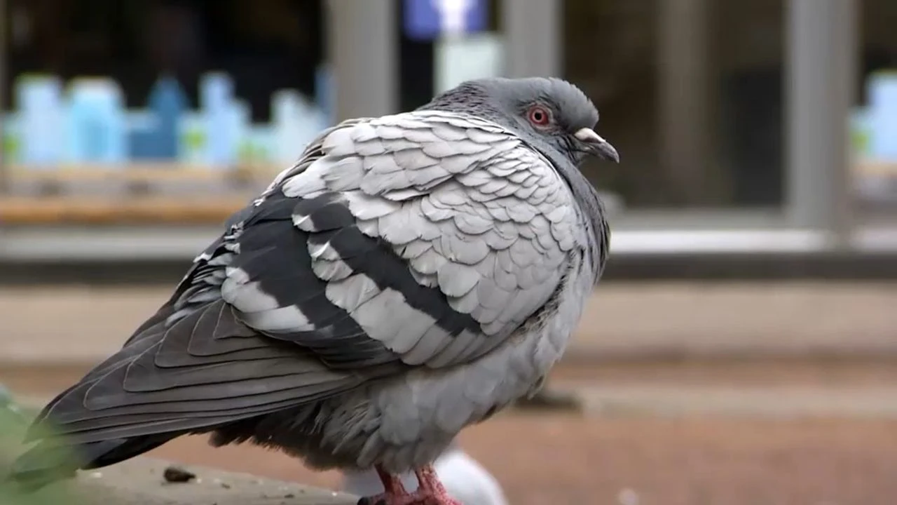 VIDÉO - Gazage des pigeons : une méthode 