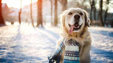 Avez-vous le droit de faire dormir votre chien dehors en plein hiver ?